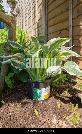 Newly purchased hosta patriot plant being sited in the garden before planting Stock Photo