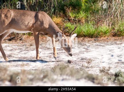 A young male White-tailed Deer (Odocoileus virginianus) at Assateague Island National Seashore, Maryland Stock Photo