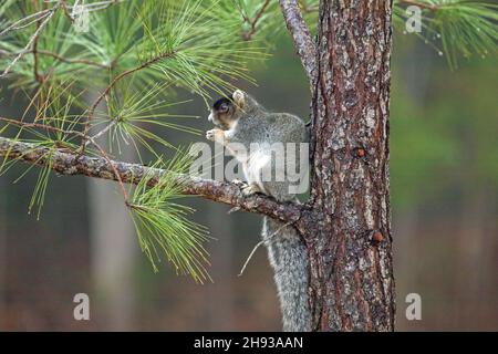 Fox squirrel sitting in a pine tree Stock Photo