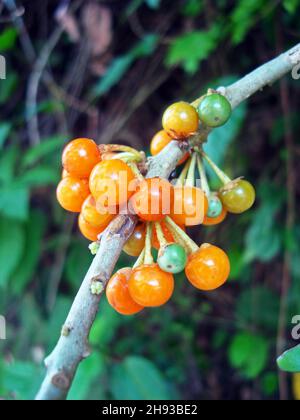 Wild yellow berries (Acnistus arborescens) on tropical forest Stock Photo