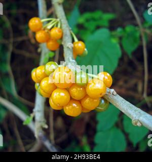 wild-yellow-berries-acnistus-arborescens-on-tropical-forest-stock