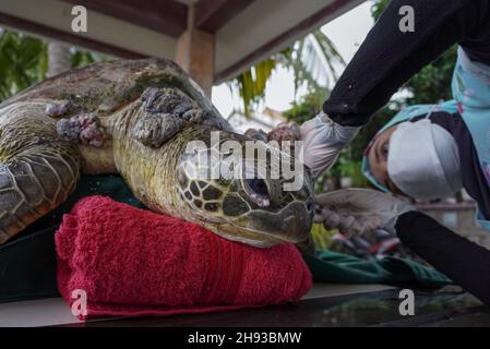 Buru, Maluku, Indonesia. 30th Nov, 2021. A veterinarian from the Indonesian Aquatic Megafauna (IAM) Flying Vet medical association and the Word-Wide Fund for Nature (WWF) Indonesia doing a first phase surgery of 1, 1 kilograms tumors towards a sea turtle. A Green Sea Turtle (Chelonia mydas) was found stranded at Waenibe Beach on November 24, 2021, with Fibropapillomatosis Tumors in its body. Surgery is carried out in order to decrease extra loads which annoy its swimming movement and extend its survival chance. (Credit Image: © Dicky Bisinglasi/ZUMA Press Wire) Stock Photo