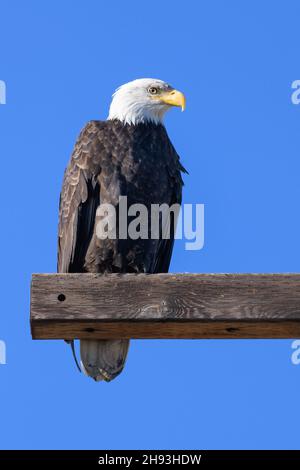 A mature bald eagle on a perch of thick timber against a clear blue sky.  The adult bird has a white head and yellow beak as it watches Stock Photo