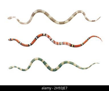 Set of python snake - isolated on white background Stock Photo - Alamy