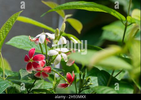 Madhabilata flower, Hiptage benghalensis, often called hiptage is growing in home garden. Howrah, West Bengal, India. Stock Photo