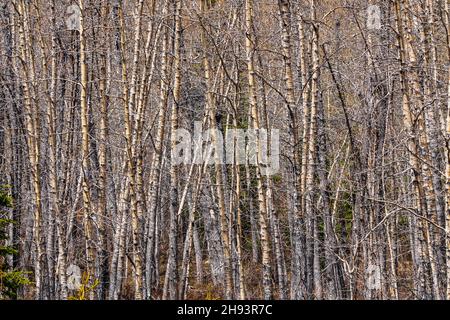 Spring time coming back to life in the northern boreal forest of Canada, taken in May in Yukon Territory. Stock Photo