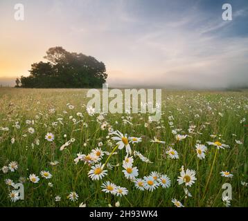 Daisy meadow on foggy morning. Nature composition. Stock Photo
