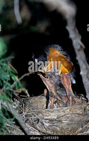 Adult robin feeding young in nest in juniper tree Stock Photo