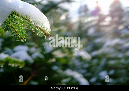 Winter background with snow covered fir branch (Nordmann fir). Water drop drips from small fir cone, back lit by the sun at sunrise. Side view closeup Stock Photo