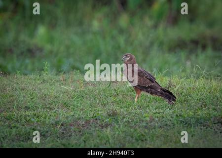 The pied harrier (Circus melanoleucos) is an Asian species of bird of prey in the family Accipitridae. It is migratory, breeding from the Amur valley Stock Photo