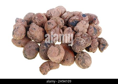 Baked clay granules - expanded clay - used in construction for insulation. Isolated on white macro Stock Photo