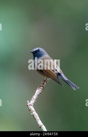 The rufous-gorgeted flycatcher (Ficedula strophiata) is a species of bird in the family Muscicapidae.  It is found in the Indian Subcontinent and Sout Stock Photo