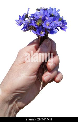 A first spring  forest   blue flowers in hand. isolated on white Stock Photo