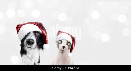 Banner christmas pets. Puppy dog and cat celebrating holidays. Isolated on white christmas lights Stock Photo