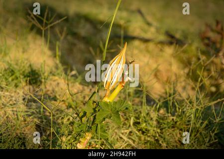 Okra or Okro Abelmoschus esculentus, also known as ladies' fingers or ochro, is a flowering plant in the mallow family. side view from dried Okra plan Stock Photo