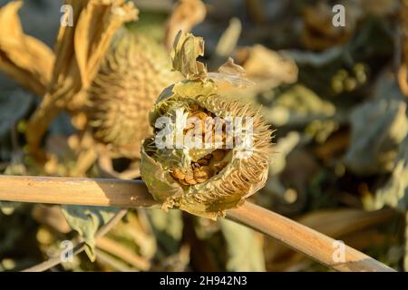 Pod and seeds of Jimson Weed or Datura stramonium, also known as Devil's snare, Thorn Apple, Devil's Trumpet, Angel Tulip, Hell's Bells or Datura in t Stock Photo