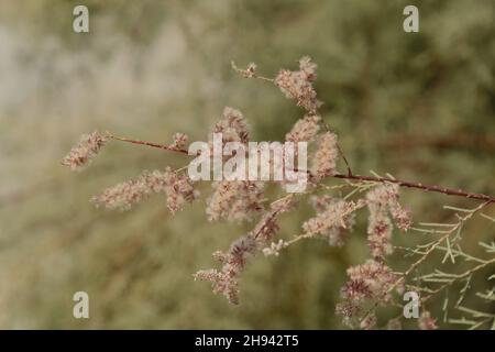 Pink Blooming banche Tamarix tetrandra. Four Stamen Tamarisk with shallow depth of field Stock Photo