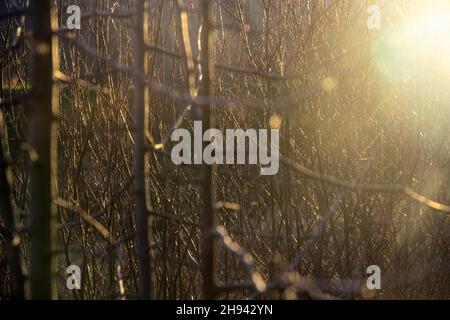 Beautiful blurred, soft focused branches of trees on a sunny autumn day. Soft colors of autumn season. Stock Photo