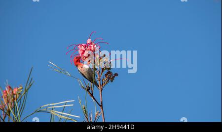 Australian Male Scarlet Honeyeater, Myzomela sanguinolenta, feeding on nectar of pink grevillea flower. Blue sky, spring, copy space, Queensland. Stock Photo