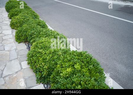Boxwood bushes grow by the asphalt road. Stock Photo