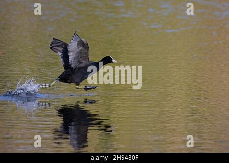 Coot (Fulica atrica) UEA Broad Norwich GB UK November 2021 Stock Photo