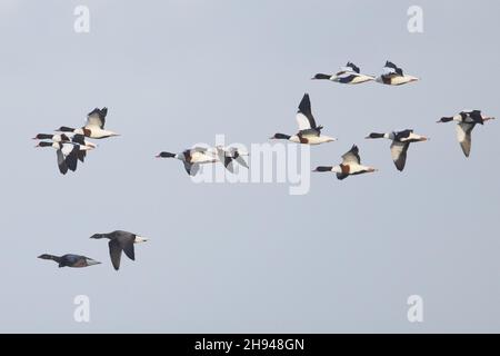Shelduck (Tadorna tadorna) flock flying with two Dark-bellied Geese Cley Norfolk GB UK November 2021 Stock Photo