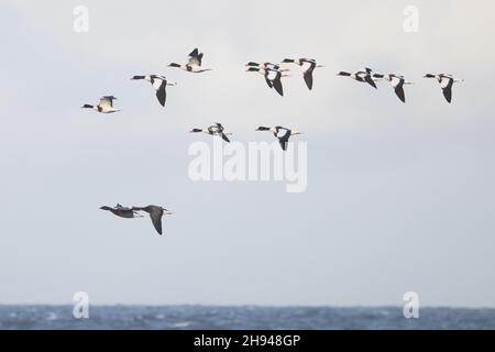 Shelduck (Tadorna tadorna) flock flying with two Dark-bellied Geese Cley Norfolk GB UK November 2021 Stock Photo