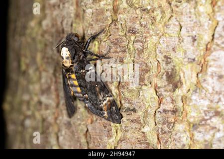 Death's-head Hawkmoth (Acherontia atropos) Norfolk GB UK November 2021 Stock Photo