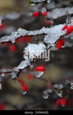 Rain drips on the snow-covered Barberry Stock Photo