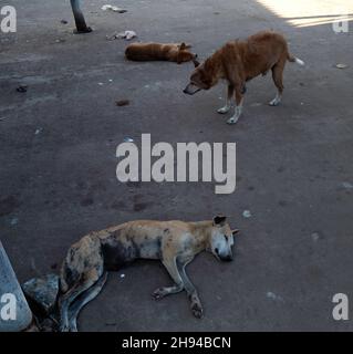 Very poor dogs in sri Lanka road Stock Photo