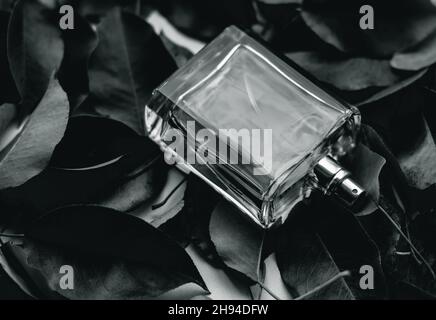 Black and white male perfume on red leaves. Men's perfume on a background of leaves Stock Photo