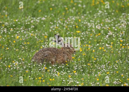 Brown hare in typical grassland habitat where they either freeze or run to escape predators.  Leverets hide in a 'form' which is no more than a scrape. Stock Photo