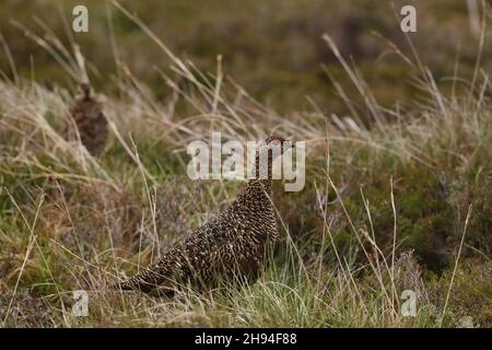 Female red grouse keeping her eye on my car as the young chick disappeared into the grasses and sedge. Stock Photo