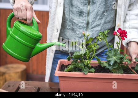 Potting freshly planted geranium plant in flower pot. Watering can in female hand. Gardening at springtime Stock Photo