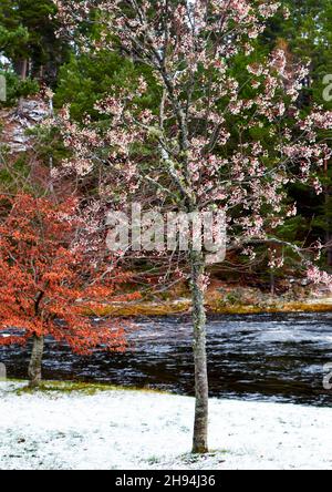RIVER SPEY SCOTLAND WINTER SNOW AND ROWAN TREE Sorbus aucuparia WITH WHITE BERRIES ON THE RIVER BANK Stock Photo