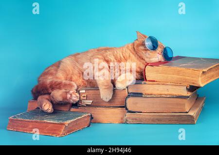 Cute business cat with glasses lying on a stack of old books on a blue background Stock Photo