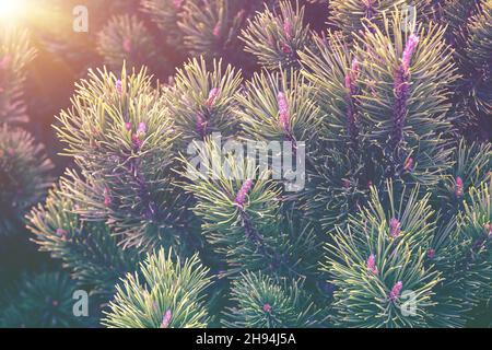 Young shoots and pine cones. Branches of a pine tree in spring Stock Photo