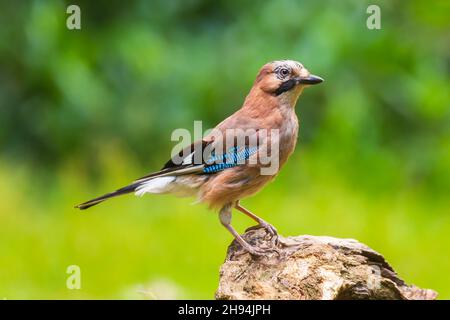 Eurasian jay Garrulus glandarius bird perched in a forest tree. Natural daylight, selective focus Stock Photo
