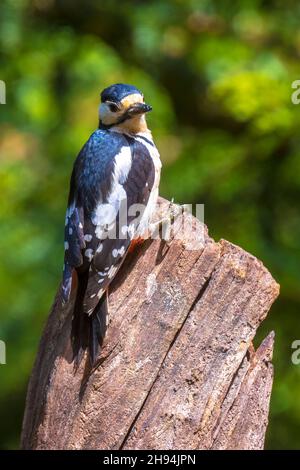 Closeup of a great spotted woodpecker bird, Dendrocopos major, perched in a forest in Summer season Stock Photo