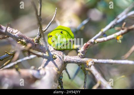 Closeup of a small European tree frog Hyla arborea, Rana arborea, resting in a blackberry bush heating up in the sun. Stock Photo