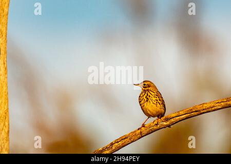 Anthus pratensis - The grass pipit or common pipit, a passerine bird of the Motacillidae family. Stock Photo