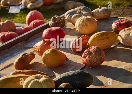 Winter squashes - sometimes called marrow - on display at a farmer's market in Bowmansville, Lancaster County, Pennsylvania, USA
