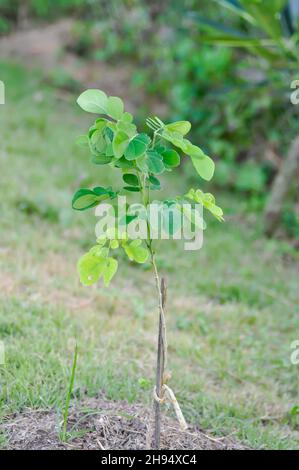 Rain tree or Samanea saman, LEGUMINOSAE MIMOSOIDEAE or Rain Tree or East Indian Walnut Stock Photo