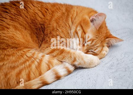 Closeup portrait of a red ginger cat sleeping on a bed Stock Photo