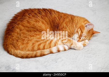 Closeup red ginger cat sleeping on a bed Stock Photo