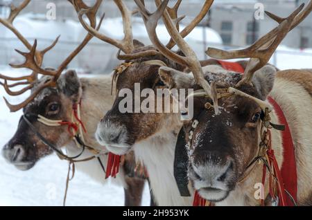 Reindeer in harness, close-up look at the camera Stock Photo