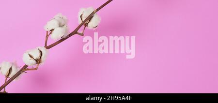 Natural Cotton flowers. Real delicate soft and gentle natural white cotton balls flower branches and pink background. Flowers composition. japan minim Stock Photo