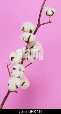 Natural Cotton flowers. Real delicate soft and gentle natural white cotton balls flower branches and pink background. Flowers composition. japan minim Stock Photo