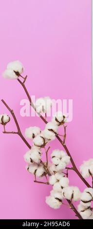 Natural Cotton flowers. Real delicate soft and gentle natural white cotton balls flower branches and pink background. Flowers composition. japan minim Stock Photo