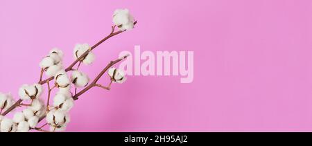 Natural Cotton flowers. Real delicate soft and gentle natural white cotton balls flower branches and pink background. Flowers composition. japan minim Stock Photo